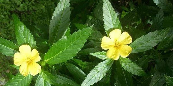 Damiana--